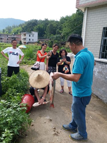 16连平摘鹰嘴桃云天海温泉度假休闲游