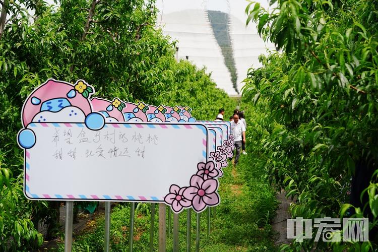 京郊农业开启"认养模式" 盒马首批"桃主"云养桃