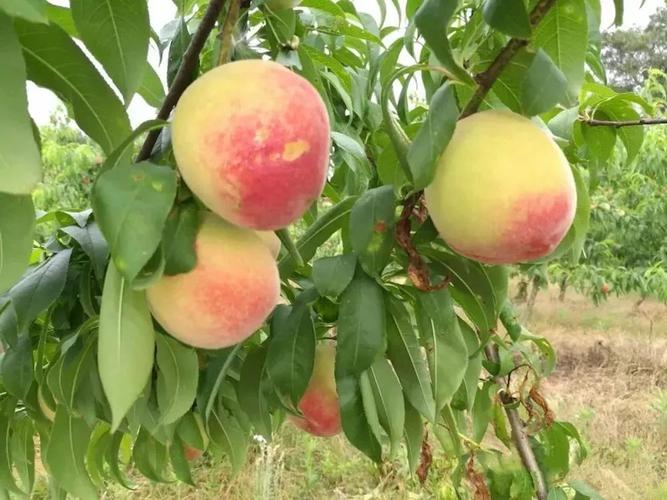 重点贫困村蝶变"魅力巴石"